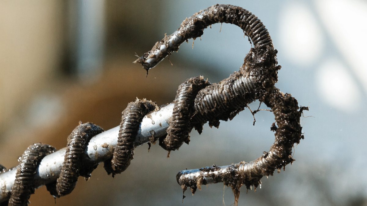 Close-up of a drain snake auger head after clearing a blockage