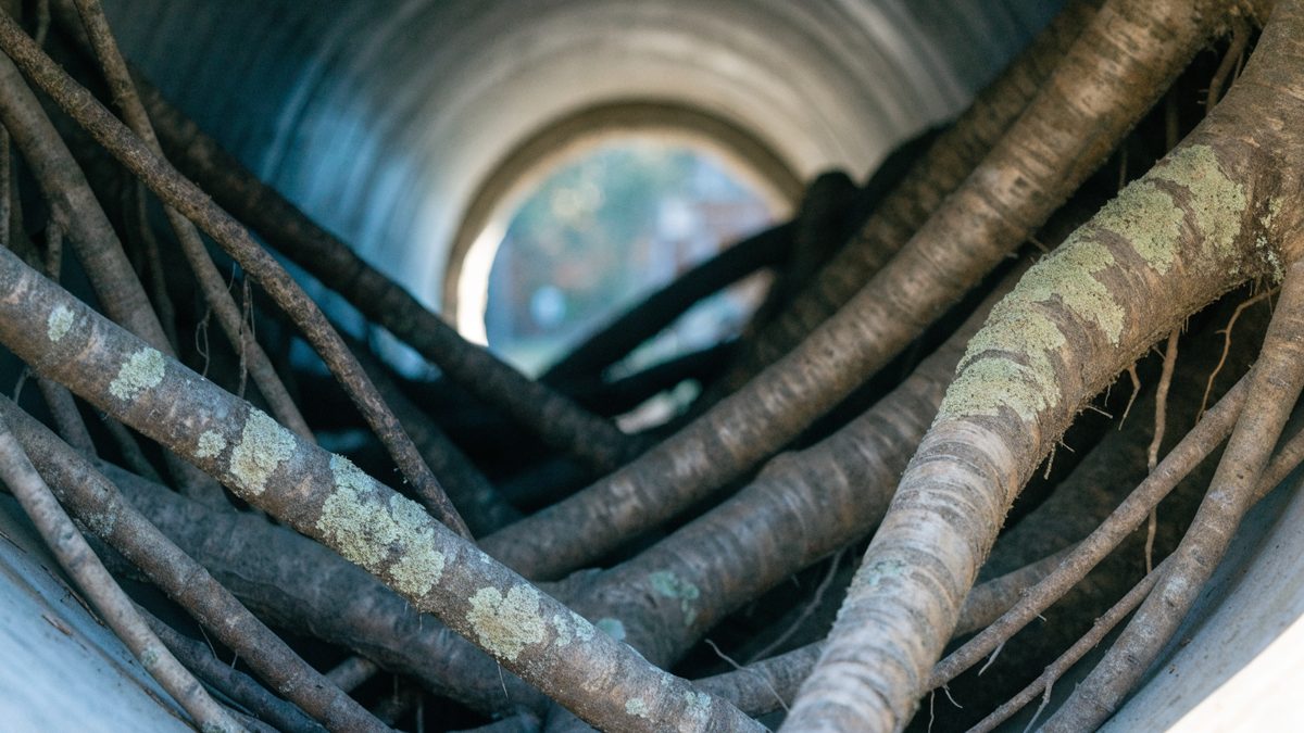 Hydro-jetting hose nozzle being fed into a sewer cleanout pipe near tree roots in a yard